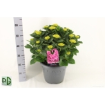 Hydrangea macrophylla Anda 32cm