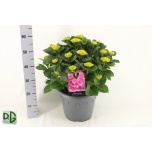 Hydrangea Hortensia macr Anda 32cm