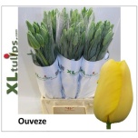 Tulp si Ouveze