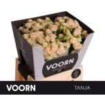 Kobarroos 60cm Tanja
