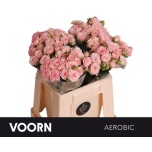 Kobarroos 40cm Aerobic