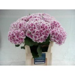 Hydrangea Hortensia Trendy 80cm*5