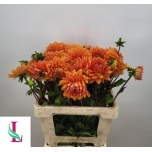 Dahlia Daalia Renato Tosio 60cm