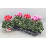 Cyclamen pers Alpikann halios fantasia 13cm