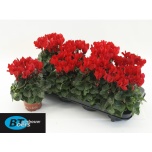 Cyclamen pers Alpikann small flower super serie comp 10,5cm