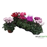 Cyclamen pers Alpikann small flower super serie comp 10,5cm