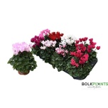 Cyclamen pers Alpikann small flower super serie comp 10,5cm