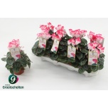Cyclamen persicum midi Indiaka 10cm