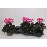 Cyclamen pers Alpikann indiaka 13cm