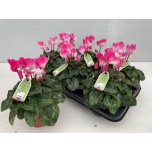 Cyclamen pers Alpikann indiaka 13cm