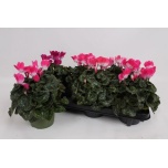 Cyclamen pers Alpikann indiaka 13cm