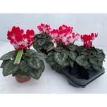 Cyclamen pers Alpikann indiaka 13cm