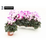 Cyclamen pers Alpikann indiaka 10.5cm