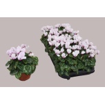 Cyclamen pers Alpikann small flower other 10,5cm