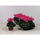 Cyclamen pers Alpikann small flower other 10,5cm