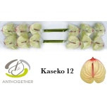 Anthurium Flamingolill Kaseko