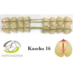 Anthurium Flamingolill Kaseko