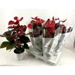 Anthurium Flamingolill andr coral champion 17cm