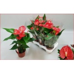 Anthurium andreanum grp Kentucky 14cm