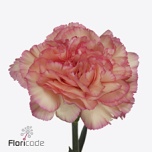 Dianthus Nelk MARACUYA (CO)*20