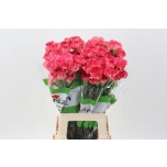 Dianthus Carnation Nelk Maracuya CO 20TK
