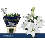 Lilium Liilia OT Petacas 100cm