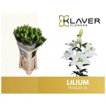 Lilium Liilia OT Petacas 95cm