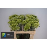 Celosia Mätashari Act Verda 55cm