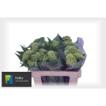 Celosia Mätashari Act Verda 55cm