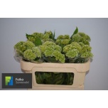 Celosia Mätashari Act Verda 65cm
