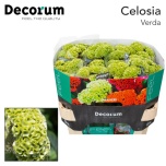 Celosia Mätashari Act Verda 75cm