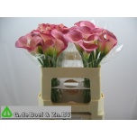 Zantedeschia Kalla Candy Dream 55cm