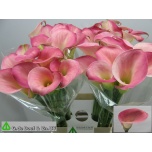 Zantedeschia Kalla Candy Dream 65cm