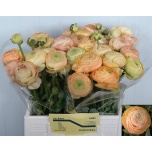 Ranunculus Tulikas Aazur Champagne