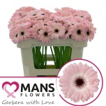 Gerbera MINI Dixon*20