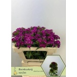 Dianthus Nelk BR Violet 50cm