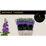 Matthiola Levkoi Mathilda Lavender	