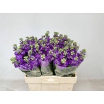 Matthiola Levkoi Mathilda Blue