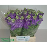 Matthiola Levkoi Mathilda Blue