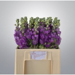 Matthiola Levkoi Mathilda Blue