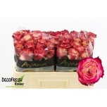 Roos 50cm Apple Jack