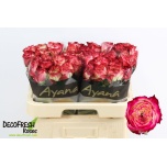 Roos 60cm Apple Jack