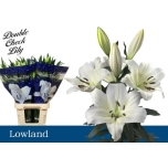Lilium ov lowland 100cm