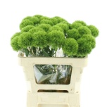 Dianthus Nelk BR Kiwi Mellow 55cm*10