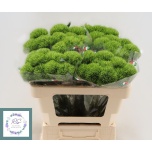 Dianthus Nelk BR Kiwi Mellow 55cm*10