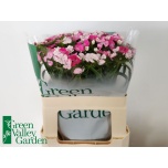 Dianthus Nelk BR Sweet William Pink Magic 55cm*10