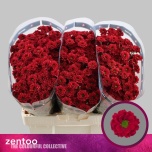Chrysanthemum Krüsanteem SANTINI Melissa Red*25