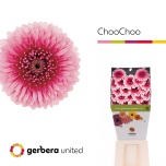 Gerbera MB Diamond Bolero Choochoo*20