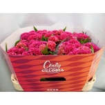 Celosia Mätashari Rose Delight 70cm