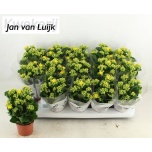 Kalanchoe Kalanhoe single saja yellow 9cm